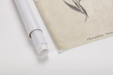 Conversations on  Botany 06 by Wild Apple Portfolio. shown as a rolled paper print. Available as archival giclee rolled canvas, fine art paper, or poster print. SKU 39019h.