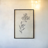 Conversations on  Botany 06 by Wild Apple Portfolio. shown as a paper print in a black flame. Available as a archival giclee rolled canvas, fine art paper, or poster print. SKU 39019h.