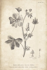 Conversations on  Botany 07 by Wild Apple Portfolio. SKU 39020h. Archival Giclee Fine art print for wall decor.