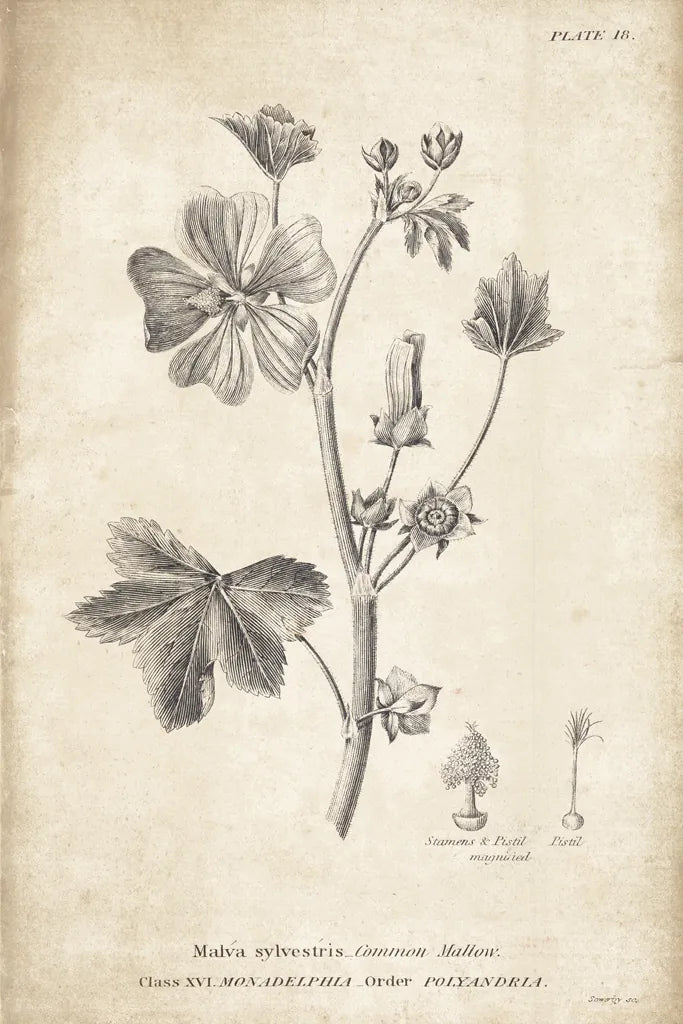 Conversations on  Botany 07 by Wild Apple Portfolio. SKU 39020h. Archival Giclee Fine art print for wall decor.