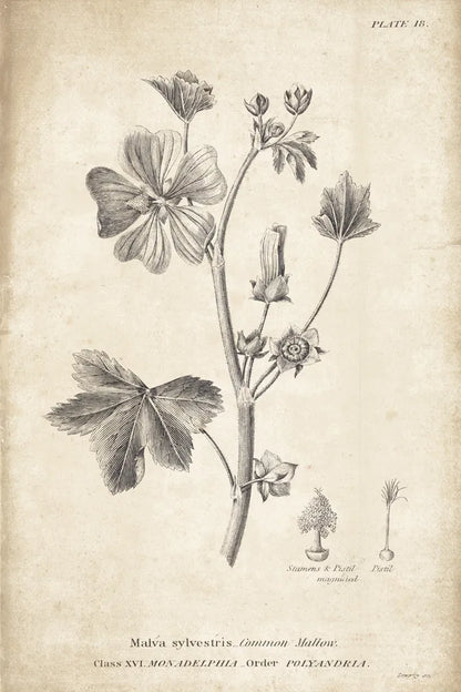 Conversations on  Botany 07 by Wild Apple Portfolio. SKU 39020h. Archival Giclee Fine art print for wall decor.