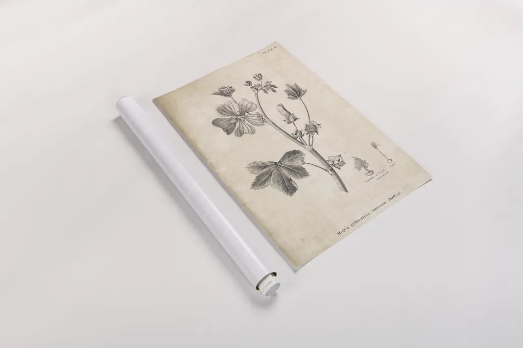 Conversations on  Botany 07 by Wild Apple Portfolio. shown as a rolled paper print. Available as archival giclee rolled canvas, fine art paper, or poster print. SKU 39020h.