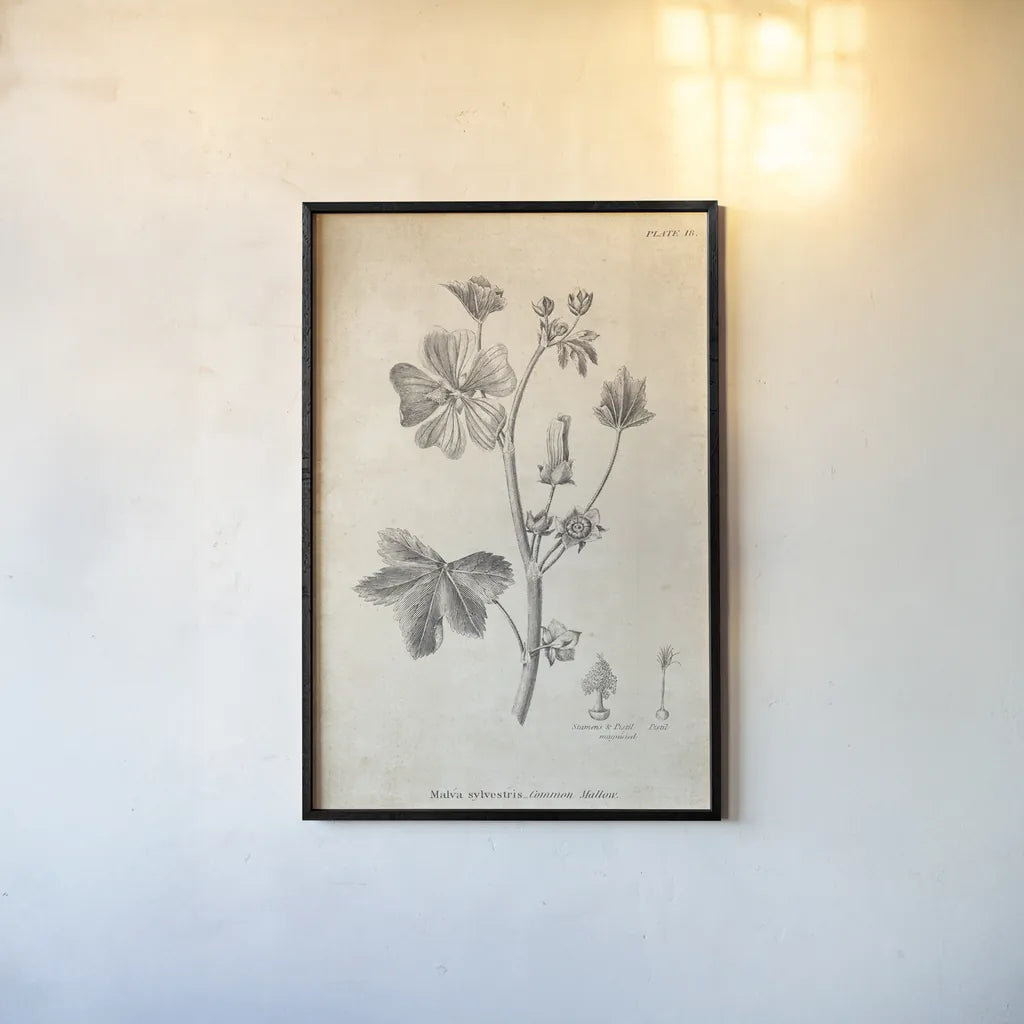 Conversations on  Botany 07 by Wild Apple Portfolio. shown as a paper print in a black flame. Available as a archival giclee rolled canvas, fine art paper, or poster print. SKU 39020h.