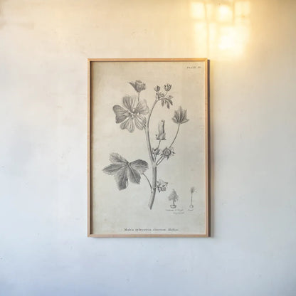 Conversations on  Botany 07 by Wild Apple Portfolio. shown as a paper print in a natural frame. Available as a archival giclee rolled canvas, fine art paper, or poster print. SKU 39020h.