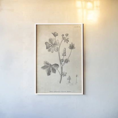 Conversations on  Botany 07 by Wild Apple Portfolio. shown as a paper print in a white frame. Available as a archival giclee rolled canvas, fine art paper, or poster print. SKU 39020h.
