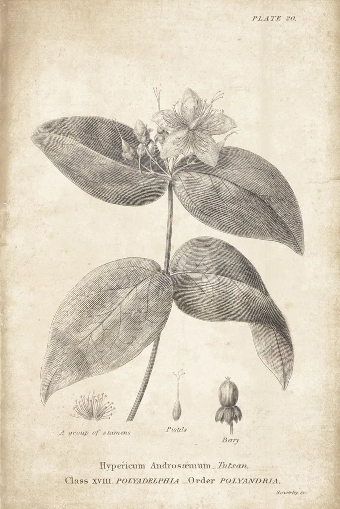 Conversations on  Botany 08 by Wild Apple Portfolio. SKU 39021h. Archival Giclee Fine art print for wall decor.