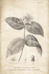 Conversations on  Botany 08 by Wild Apple Portfolio. SKU 39021h. Archival Giclee Fine art print for wall decor.