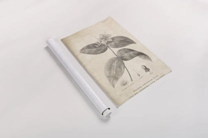 Conversations on  Botany 08 by Wild Apple Portfolio. shown as a rolled paper print. Available as archival giclee rolled canvas, fine art paper, or poster print. SKU 39021h.