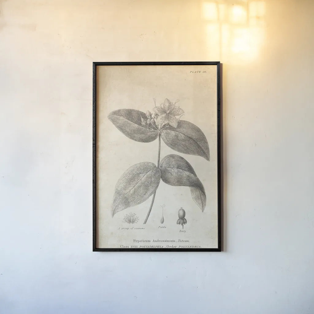 Conversations on  Botany 08 by Wild Apple Portfolio. shown as a paper print in a black flame. Available as a archival giclee rolled canvas, fine art paper, or poster print. SKU 39021h.