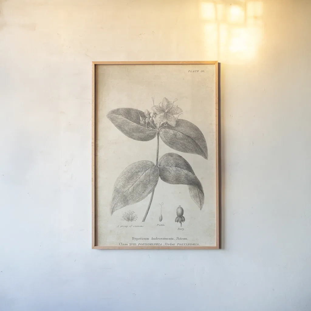 Conversations on  Botany 08 by Wild Apple Portfolio. shown as a paper print in a natural frame. Available as a archival giclee rolled canvas, fine art paper, or poster print. SKU 39021h.