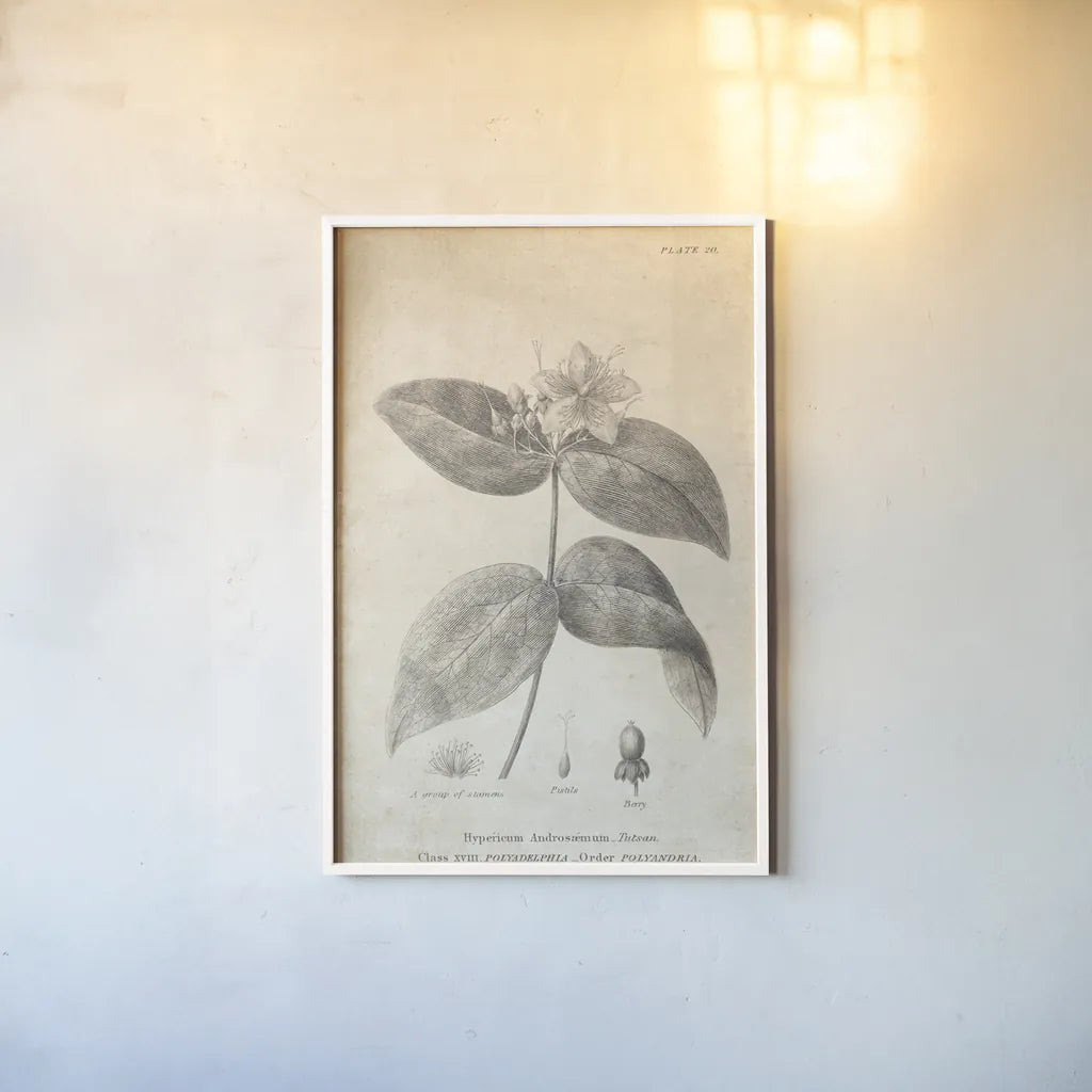 Conversations on  Botany 08 by Wild Apple Portfolio. shown as a paper print in a white frame. Available as a archival giclee rolled canvas, fine art paper, or poster print. SKU 39021h.