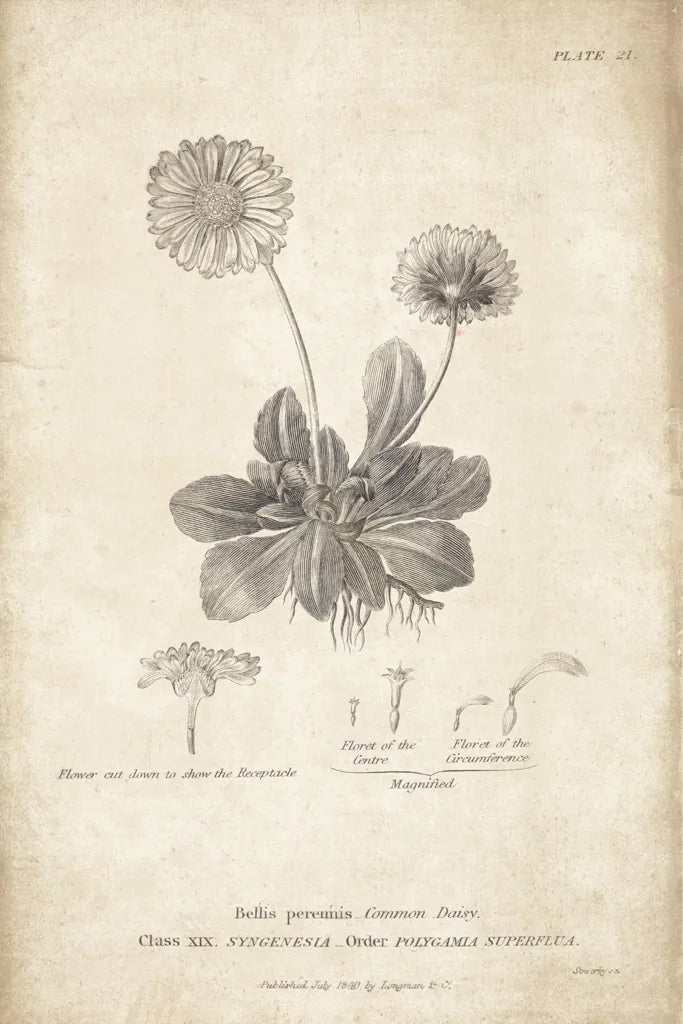 Conversations on  Botany 09 by Wild Apple Portfolio. SKU 39022h. Archival Giclee Fine art print for wall decor.