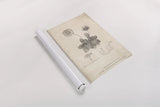 Conversations on  Botany 09 by Wild Apple Portfolio. shown as a rolled paper print. Available as archival giclee rolled canvas, fine art paper, or poster print. SKU 39022h.
