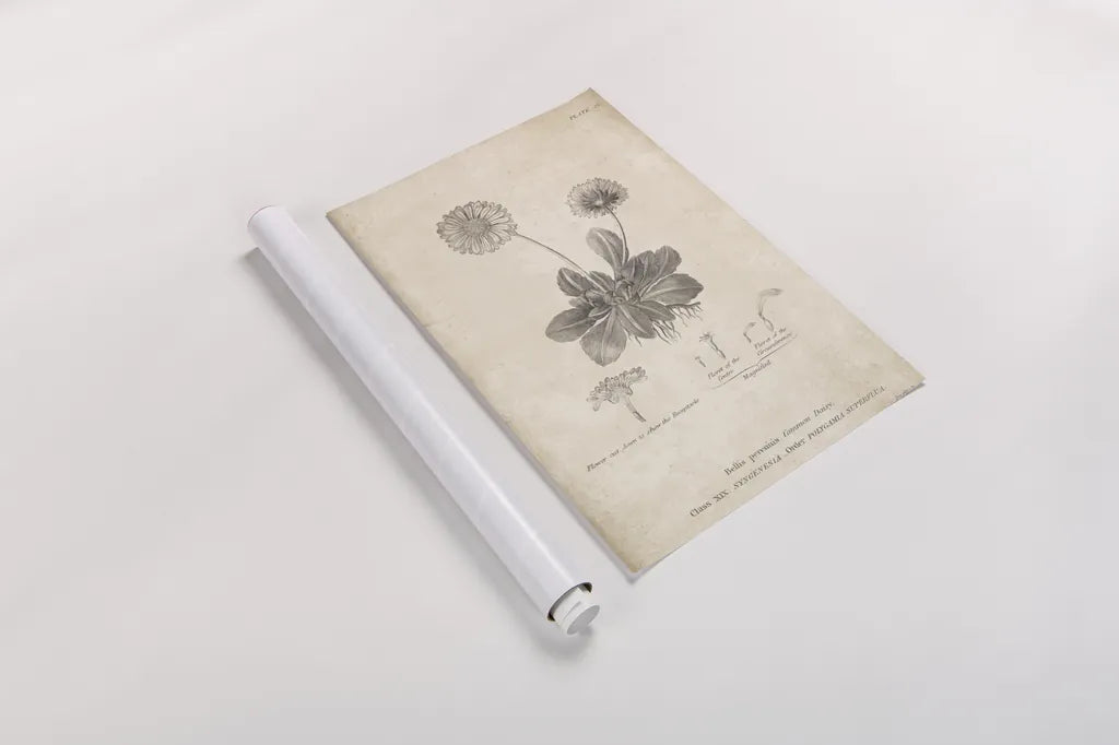 Conversations on  Botany 09 by Wild Apple Portfolio. shown as a rolled paper print. Available as archival giclee rolled canvas, fine art paper, or poster print. SKU 39022h.