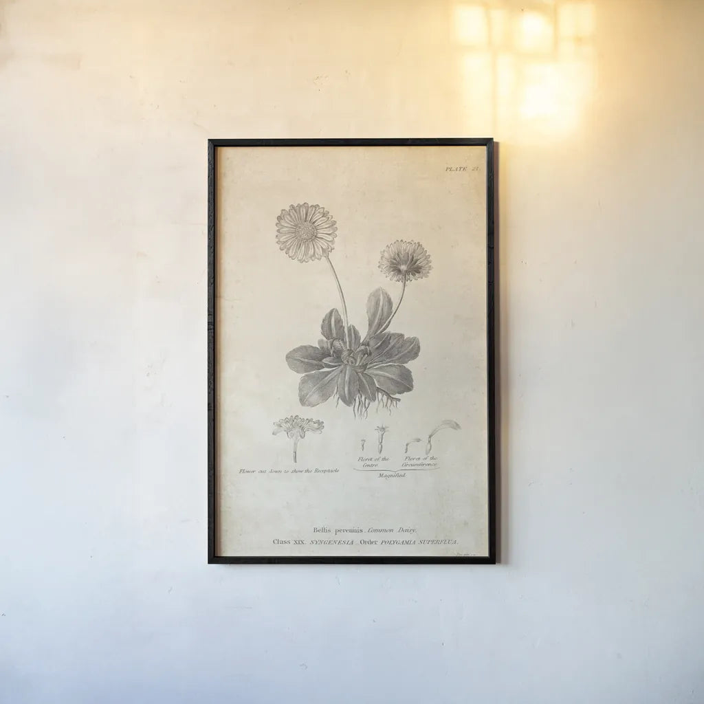 Conversations on  Botany 09 by Wild Apple Portfolio. shown as a paper print in a black flame. Available as a archival giclee rolled canvas, fine art paper, or poster print. SKU 39022h.