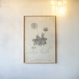 Conversations on  Botany 09 by Wild Apple Portfolio. shown as a paper print in a natural frame. Available as a archival giclee rolled canvas, fine art paper, or poster print. SKU 39022h.