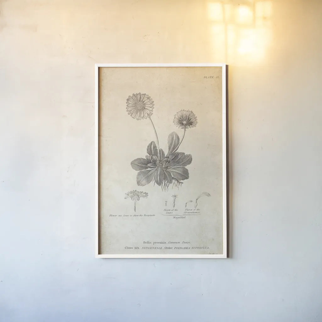Conversations on  Botany 09 by Wild Apple Portfolio. shown as a paper print in a white frame. Available as a archival giclee rolled canvas, fine art paper, or poster print. SKU 39022h.