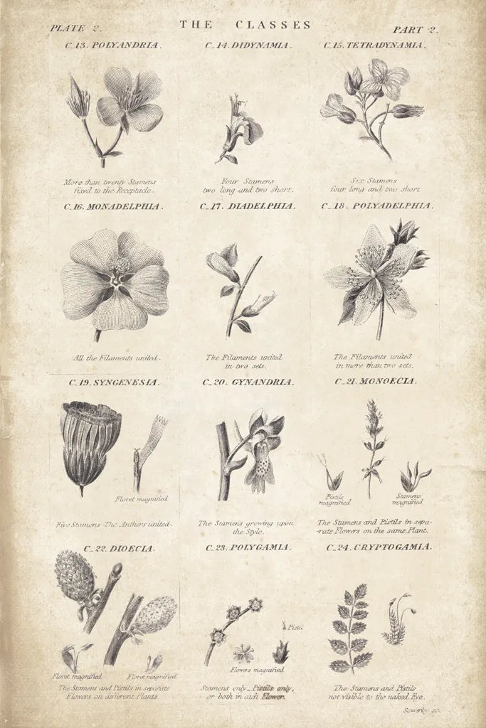 Conversations on  Botany 10 by Wild Apple Portfolio. SKU 39023h. Archival Giclee Fine art print for wall decor.