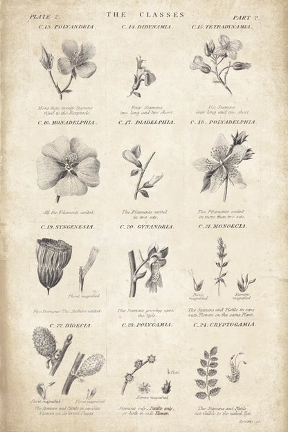 Conversations on  Botany 10 by Wild Apple Portfolio. SKU 39023h. Archival Giclee Fine art print for wall decor.