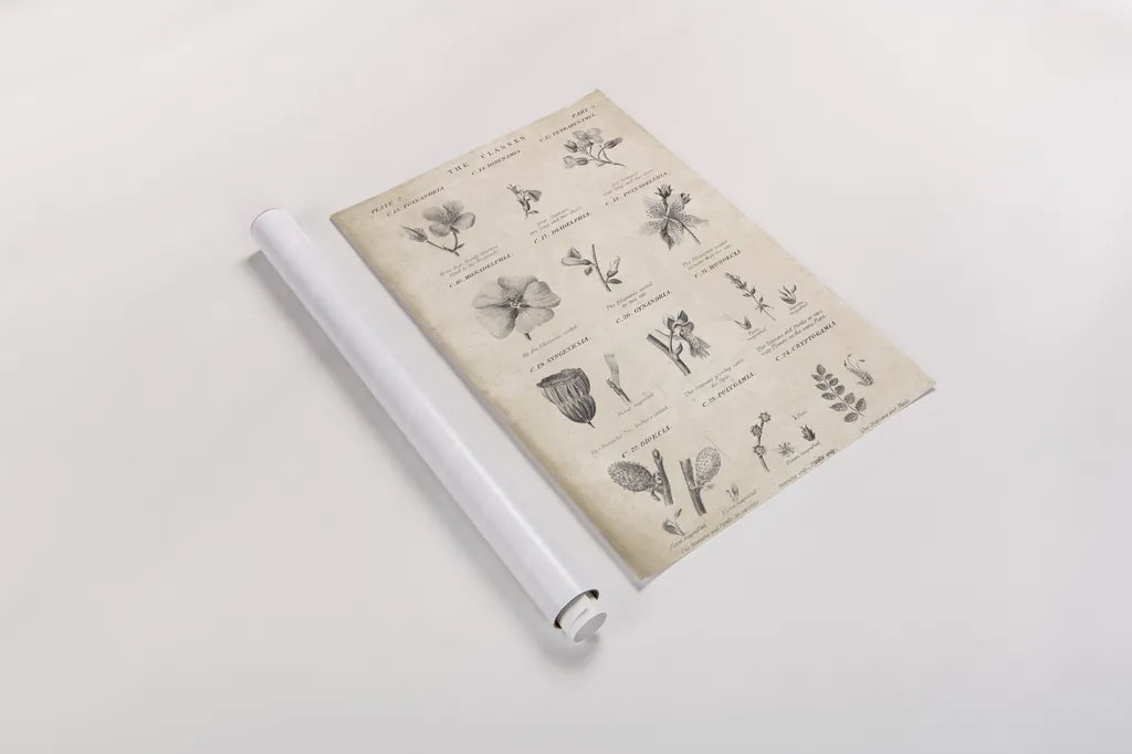 Conversations on  Botany 10 by Wild Apple Portfolio. shown as a rolled paper print. Available as archival giclee rolled canvas, fine art paper, or poster print. SKU 39023h.