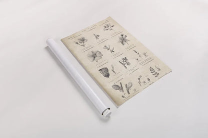 Conversations on  Botany 10 by Wild Apple Portfolio. shown as a rolled paper print. Available as archival giclee rolled canvas, fine art paper, or poster print. SKU 39023h.