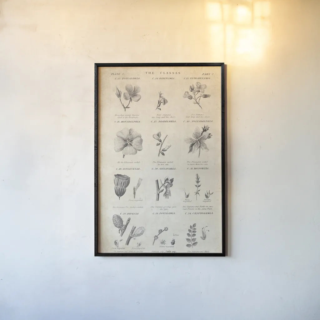 Conversations on  Botany 10 by Wild Apple Portfolio. shown as a paper print in a black flame. Available as a archival giclee rolled canvas, fine art paper, or poster print. SKU 39023h.