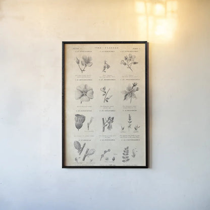 Conversations on  Botany 10 by Wild Apple Portfolio. shown as a paper print in a black flame. Available as a archival giclee rolled canvas, fine art paper, or poster print. SKU 39023h.