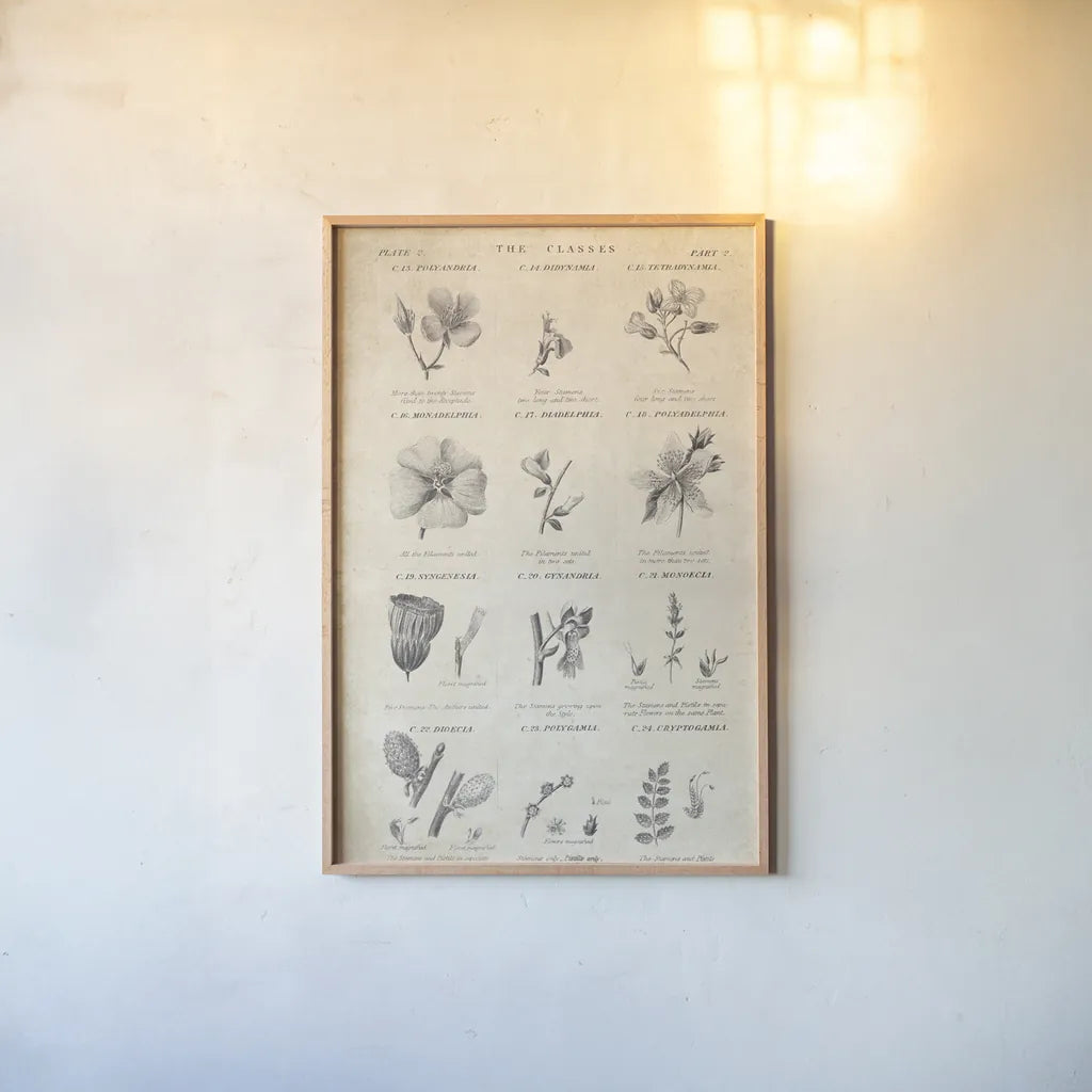 Conversations on  Botany 10 by Wild Apple Portfolio. shown as a paper print in a natural frame. Available as a archival giclee rolled canvas, fine art paper, or poster print. SKU 39023h.