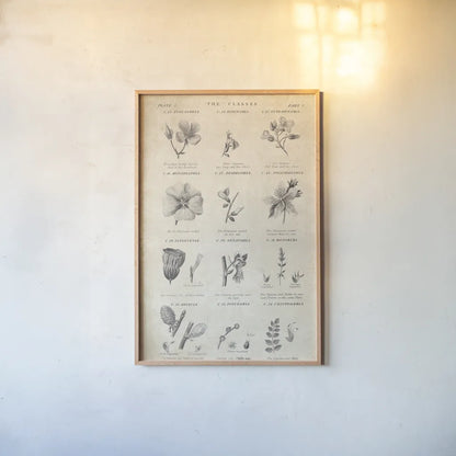 Conversations on  Botany 10 by Wild Apple Portfolio. shown as a paper print in a natural frame. Available as a archival giclee rolled canvas, fine art paper, or poster print. SKU 39023h.