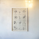 Conversations on  Botany 10 by Wild Apple Portfolio. shown as a paper print in a white frame. Available as a archival giclee rolled canvas, fine art paper, or poster print. SKU 39023h.