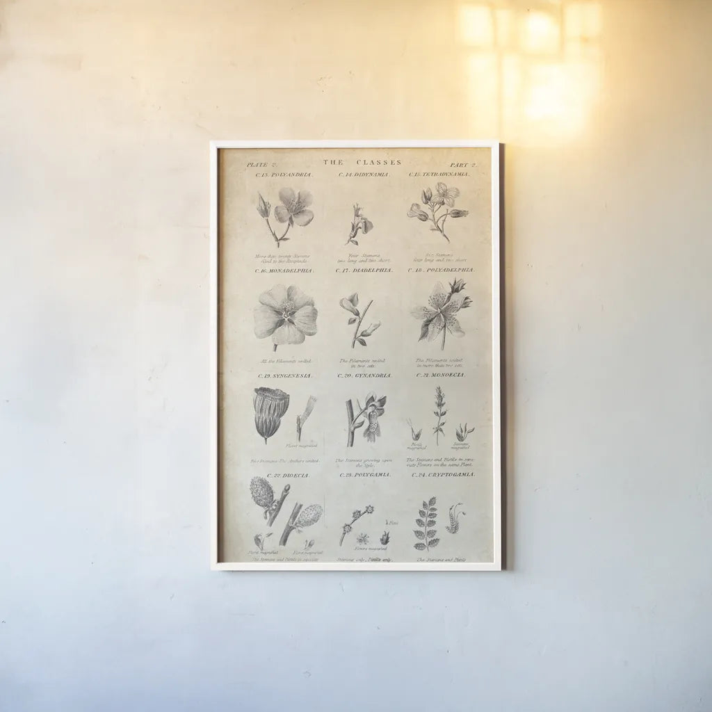 Conversations on  Botany 10 by Wild Apple Portfolio. shown as a paper print in a white frame. Available as a archival giclee rolled canvas, fine art paper, or poster print. SKU 39023h.