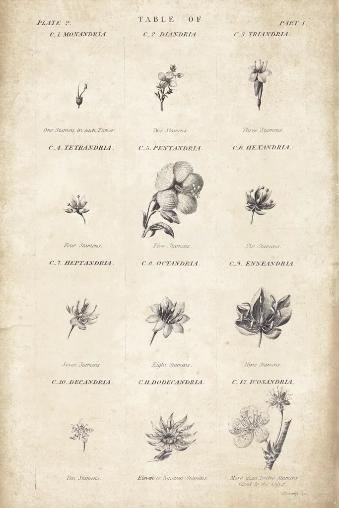 Conversations on  Botany 11 by Wild Apple Portfolio. SKU 39024h. Archival Giclee Fine art print for wall decor.