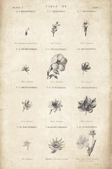 Conversations on  Botany 11 by Wild Apple Portfolio. SKU 39024h. Archival Giclee Fine art print for wall decor.