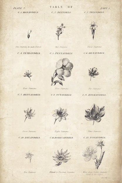 Conversations on  Botany 11 by Wild Apple Portfolio. SKU 39024h. Archival Giclee Fine art print for wall decor.