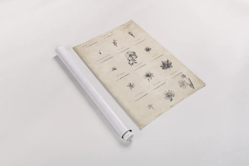 Conversations on  Botany 11 by Wild Apple Portfolio. shown as a rolled paper print. Available as archival giclee rolled canvas, fine art paper, or poster print. SKU 39024h.