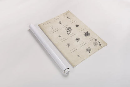 Conversations on  Botany 11 by Wild Apple Portfolio. shown as a rolled paper print. Available as archival giclee rolled canvas, fine art paper, or poster print. SKU 39024h.