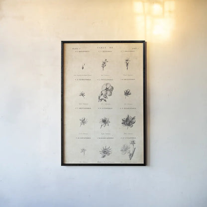 Conversations on  Botany 11 by Wild Apple Portfolio. shown as a paper print in a black flame. Available as a archival giclee rolled canvas, fine art paper, or poster print. SKU 39024h.