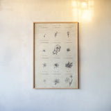 Conversations on  Botany 11 by Wild Apple Portfolio. shown as a paper print in a natural frame. Available as a archival giclee rolled canvas, fine art paper, or poster print. SKU 39024h.