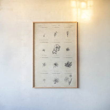 Conversations on  Botany 11 by Wild Apple Portfolio. shown as a paper print in a natural frame. Available as a archival giclee rolled canvas, fine art paper, or poster print. SKU 39024h.