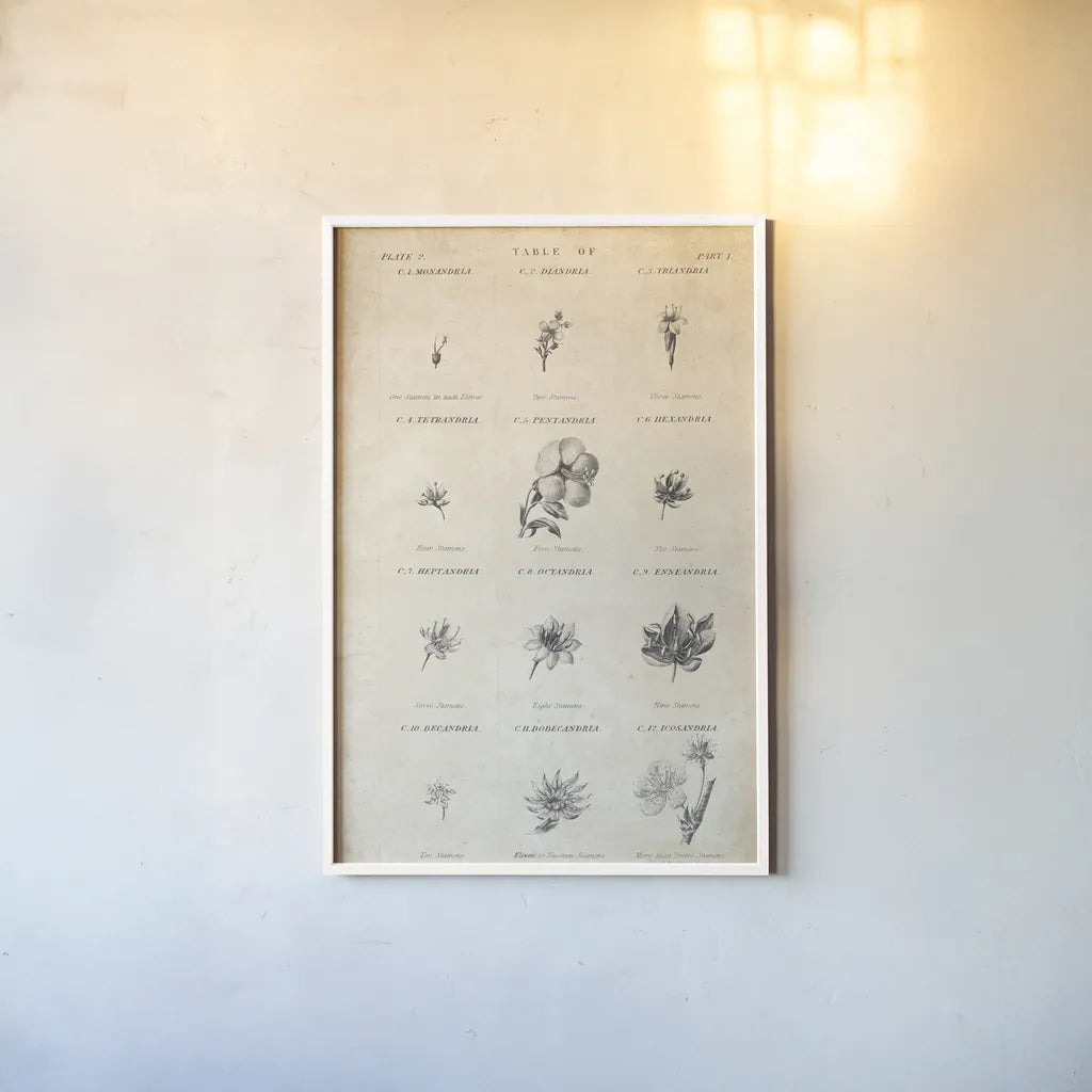 Conversations on  Botany 11 by Wild Apple Portfolio. shown as a paper print in a white frame. Available as a archival giclee rolled canvas, fine art paper, or poster print. SKU 39024h.