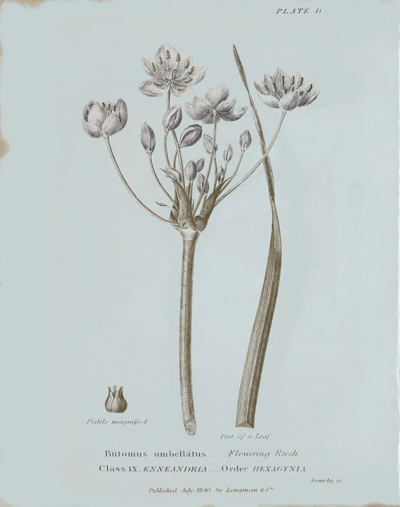 Conversations on Botany II Blue by Wild Apple Portfolio