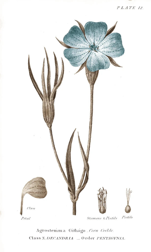 Conversations on Botany III on White with Blue by Wild Apple Portfolio