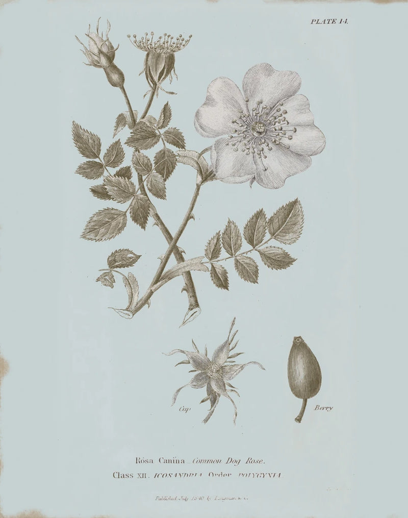 Conversations on Botany IV Blue by Wild Apple Portfolio