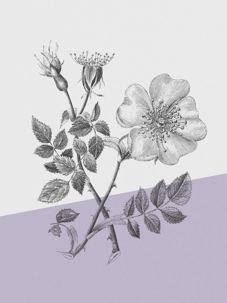 Conversations on Botany IV Color Block by Wild Apple Portfolio