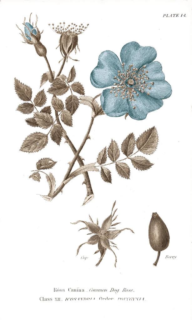Conversations on Botany IV on White with Blue by Wild Apple Portfolio