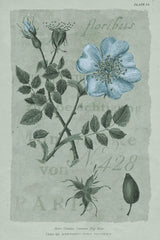 Conversations on Botany IV on White with Blue by Wild Apple Portfolio. SKU 63061h. Archival Giclee Fine art print for wall decor.
