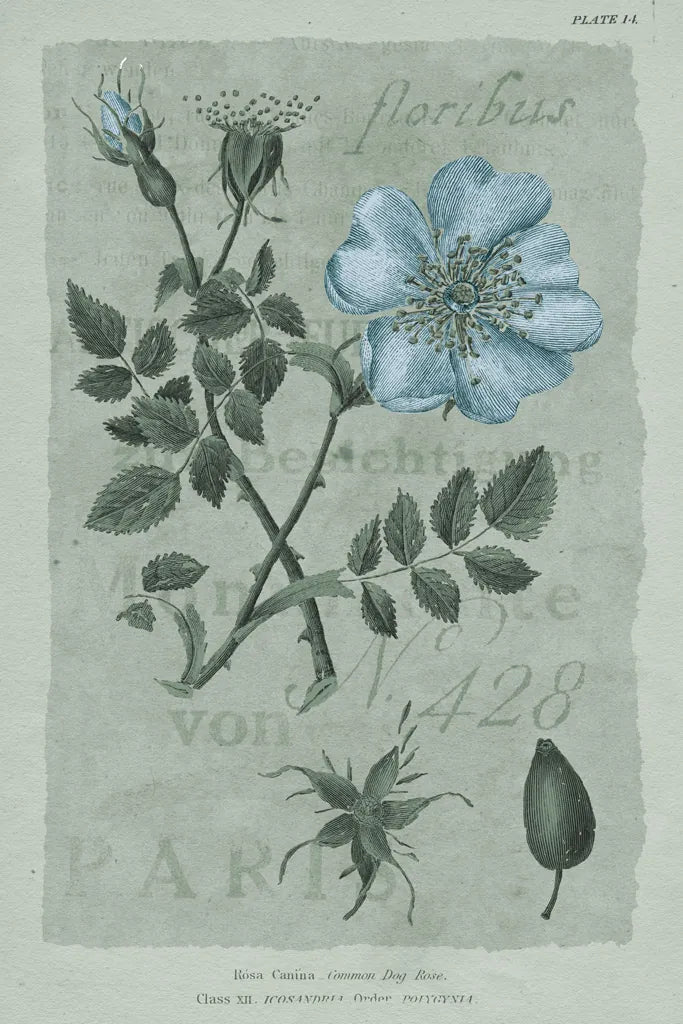 Conversations on Botany IV on White with Blue by Wild Apple Portfolio. SKU 63061h. Archival Giclee Fine art print for wall decor.
