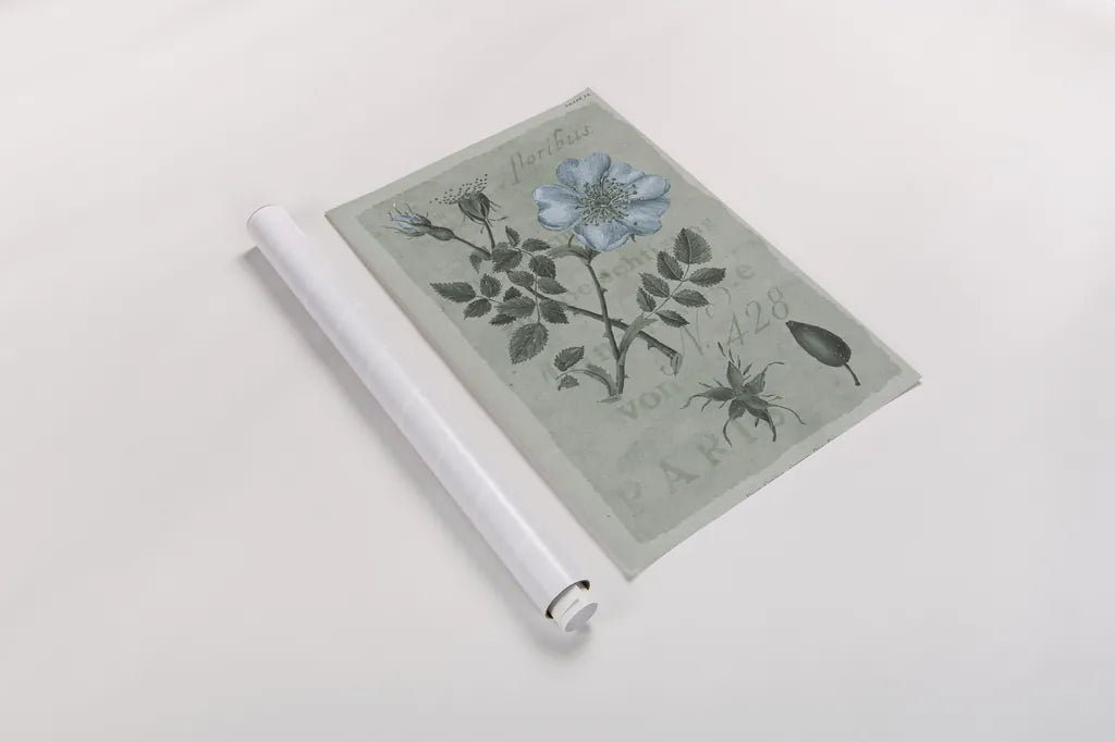 Conversations on Botany IV on White with Blue by Wild Apple Portfolio. shown as a rolled paper print. Available as archival giclee rolled canvas, fine art paper, or poster print. SKU 63061h.