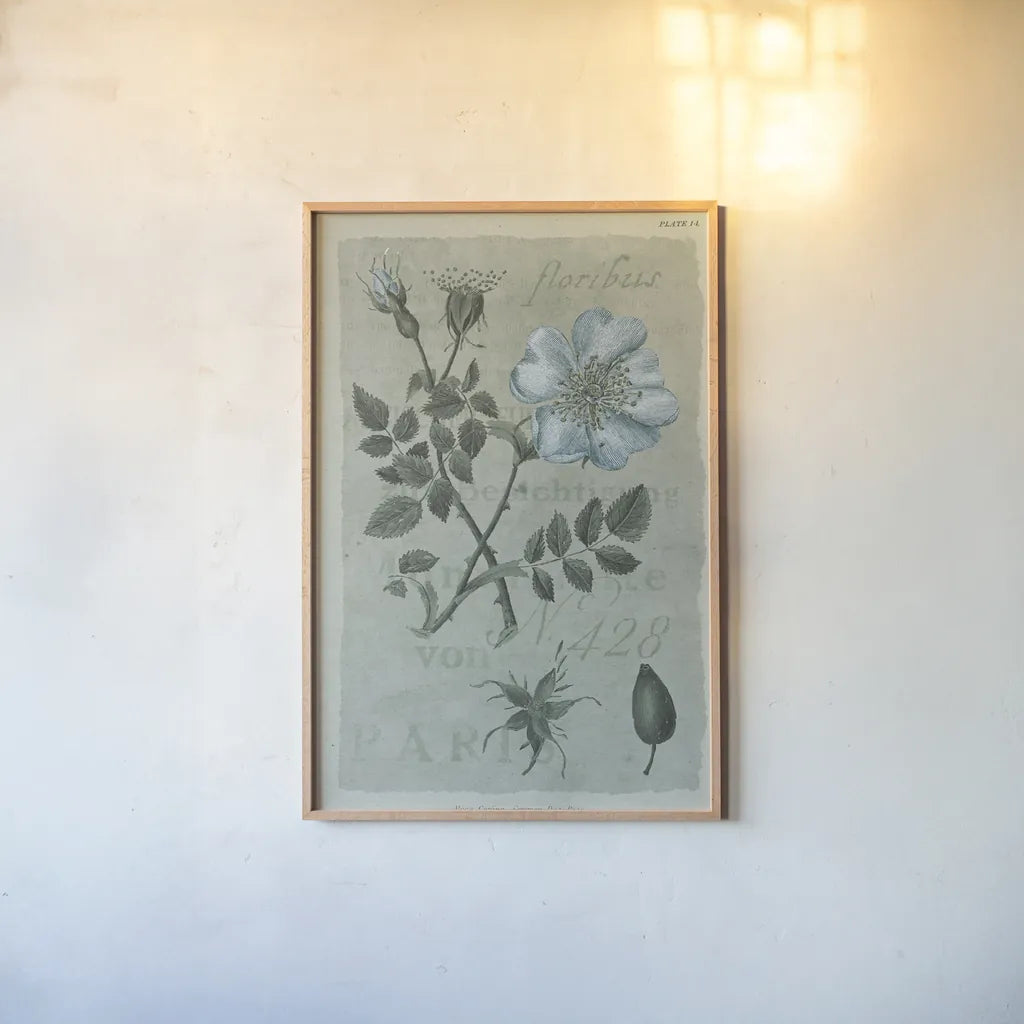 Conversations on Botany IV on White with Blue by Wild Apple Portfolio. shown as a paper print in a natural frame. Available as a archival giclee rolled canvas, fine art paper, or poster print. SKU 63061h.