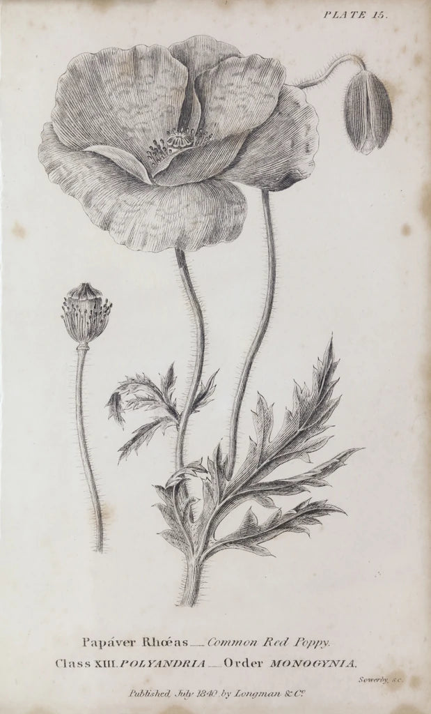 Conversations on Botany V by Wild Apple Portfolio